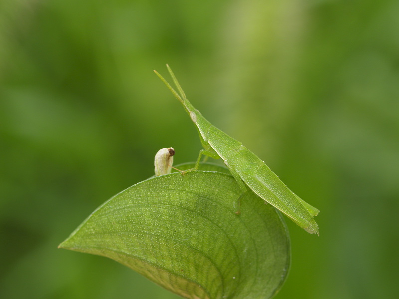 昆虫ある記