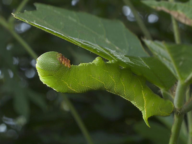 昆虫ある記