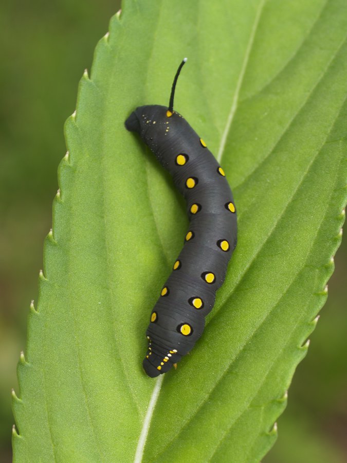 昆虫ある記