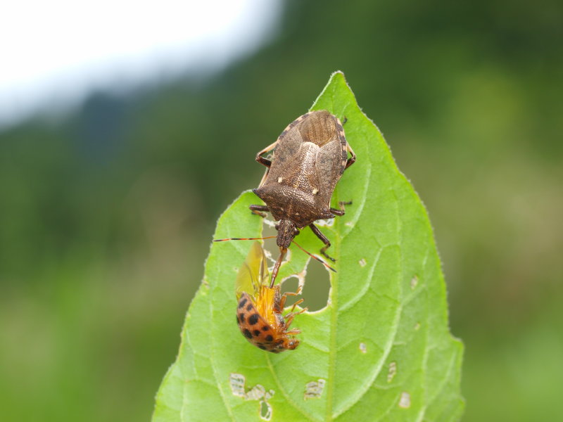 昆虫ある記